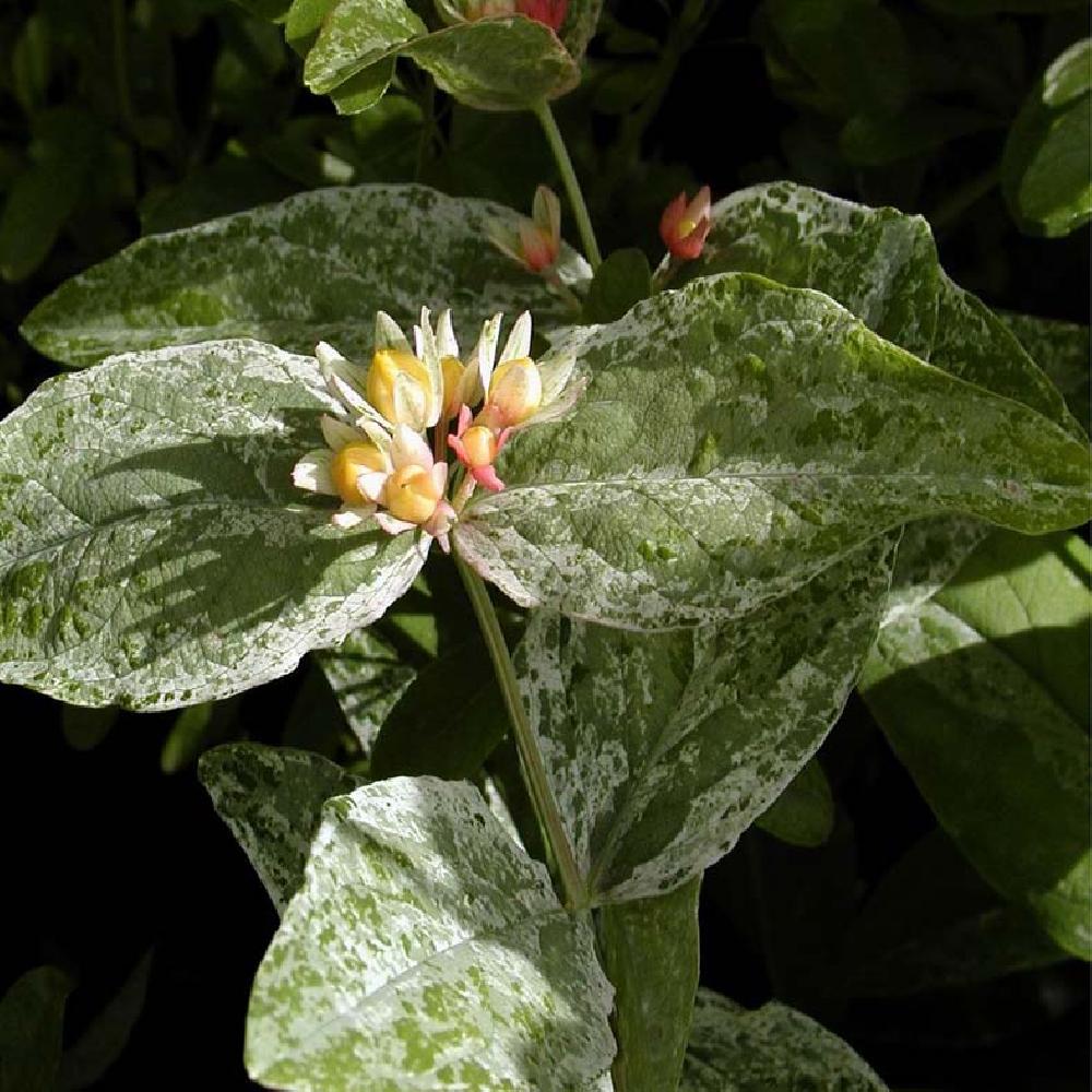 HYPERICUM androsaemum 'Gladis Brabazon'