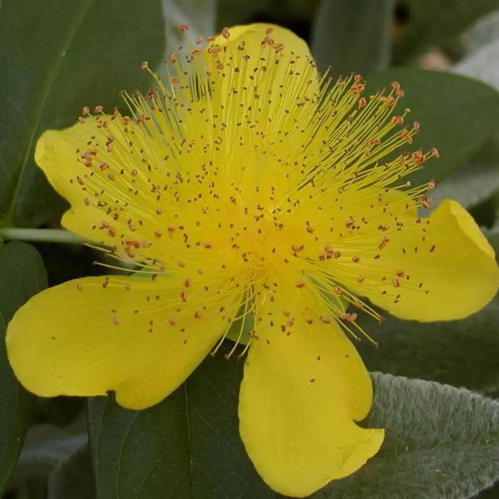 HYPERICUM calycinum