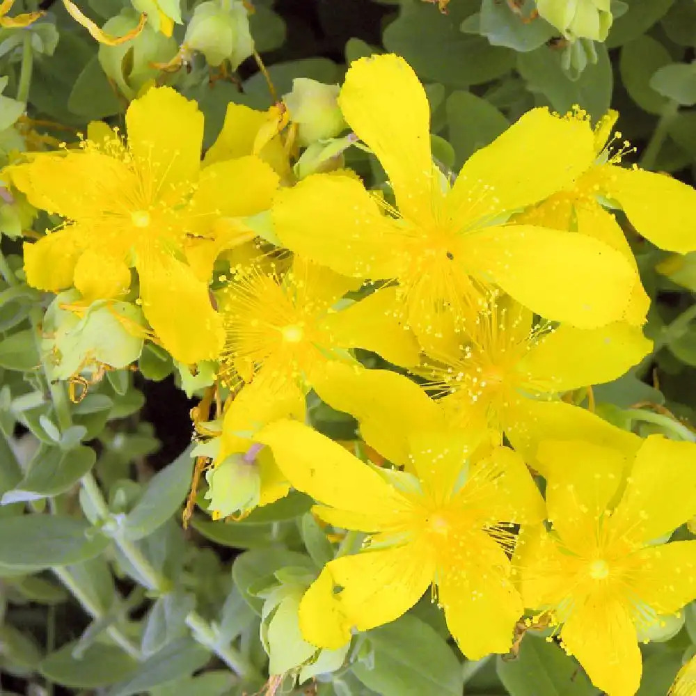 HYPERICUM cerastioides