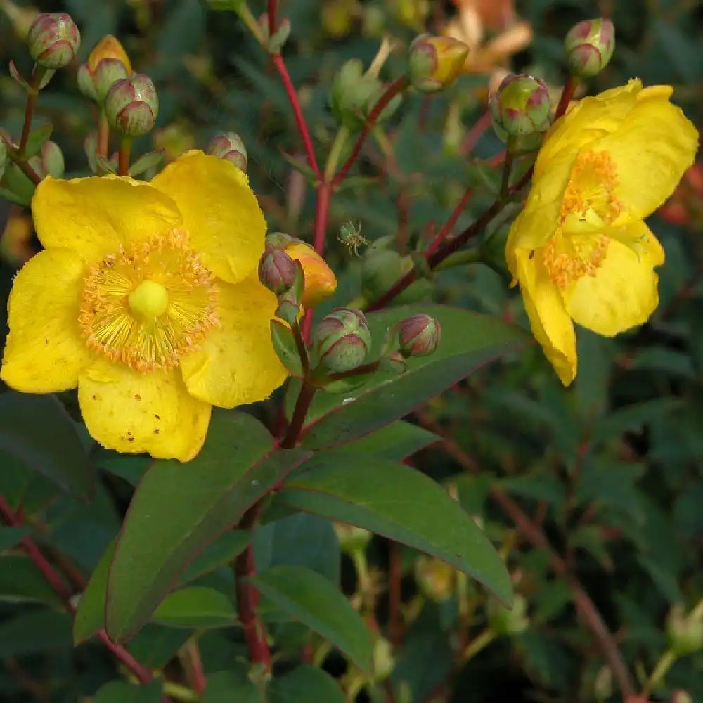 HYPERICUM 'Hitcote'