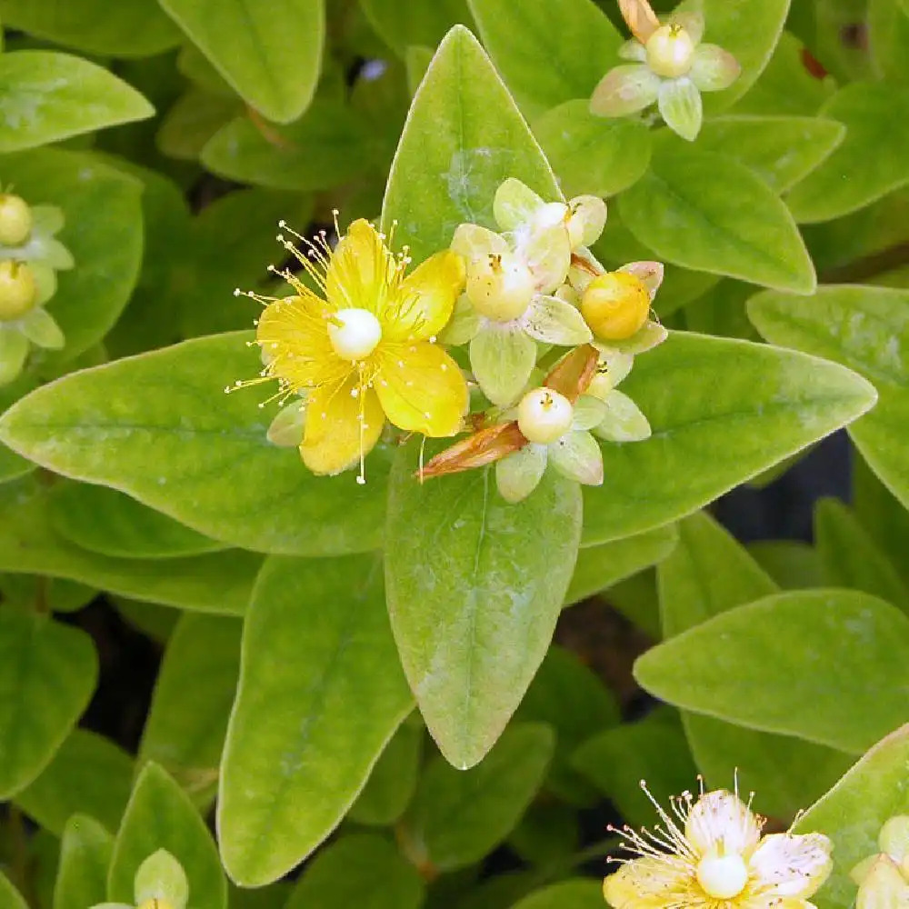 HYPERICUM x inodorum MAGICAL SUNSHINE (='Kolmasun')