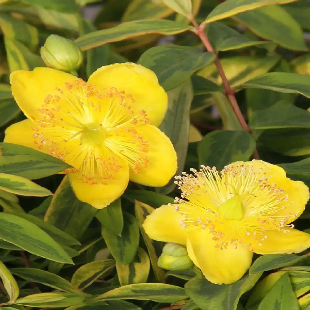 HYPERICUM x moserianum LITTLE MISSTERY ( ='Dunnehyp')