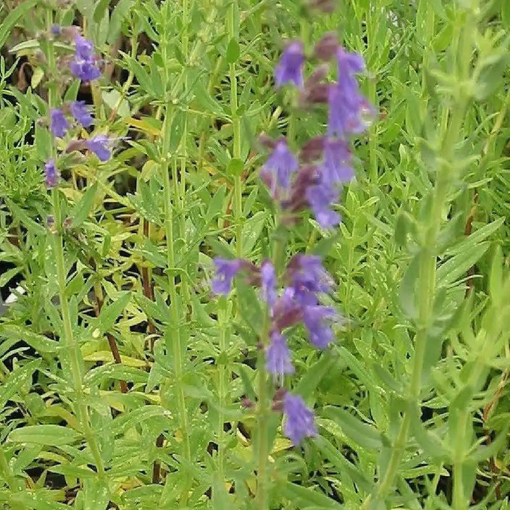 HYSSOPUS officinalis