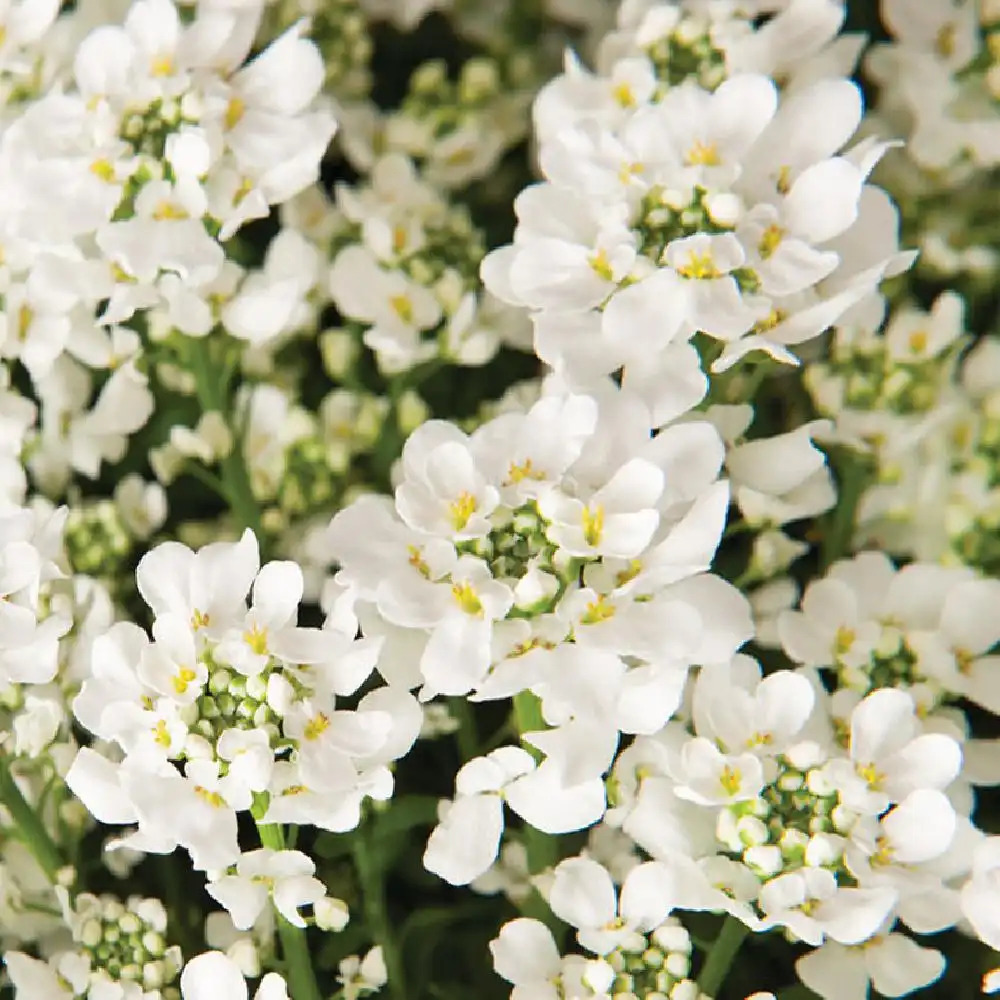 IBERIS sempervirens 'Nevina'