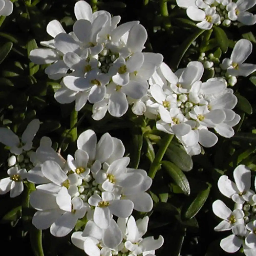 IBERIS sempervirens 'Snowflake'