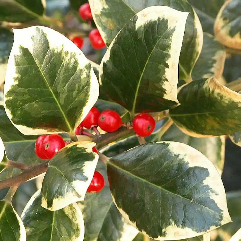 ILEX x altaclarensis 'Golden King'