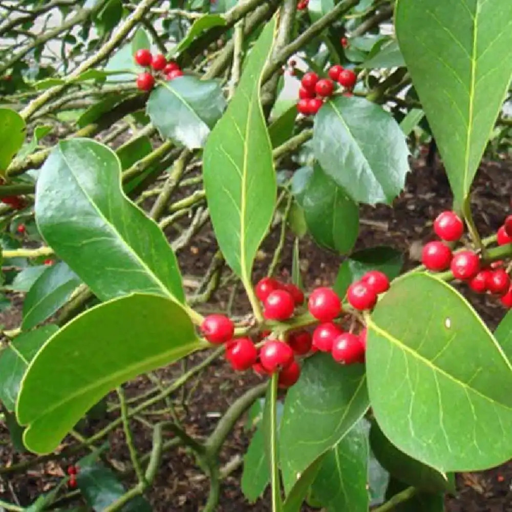 ILEX x altaclerensis 'Wilsonii'