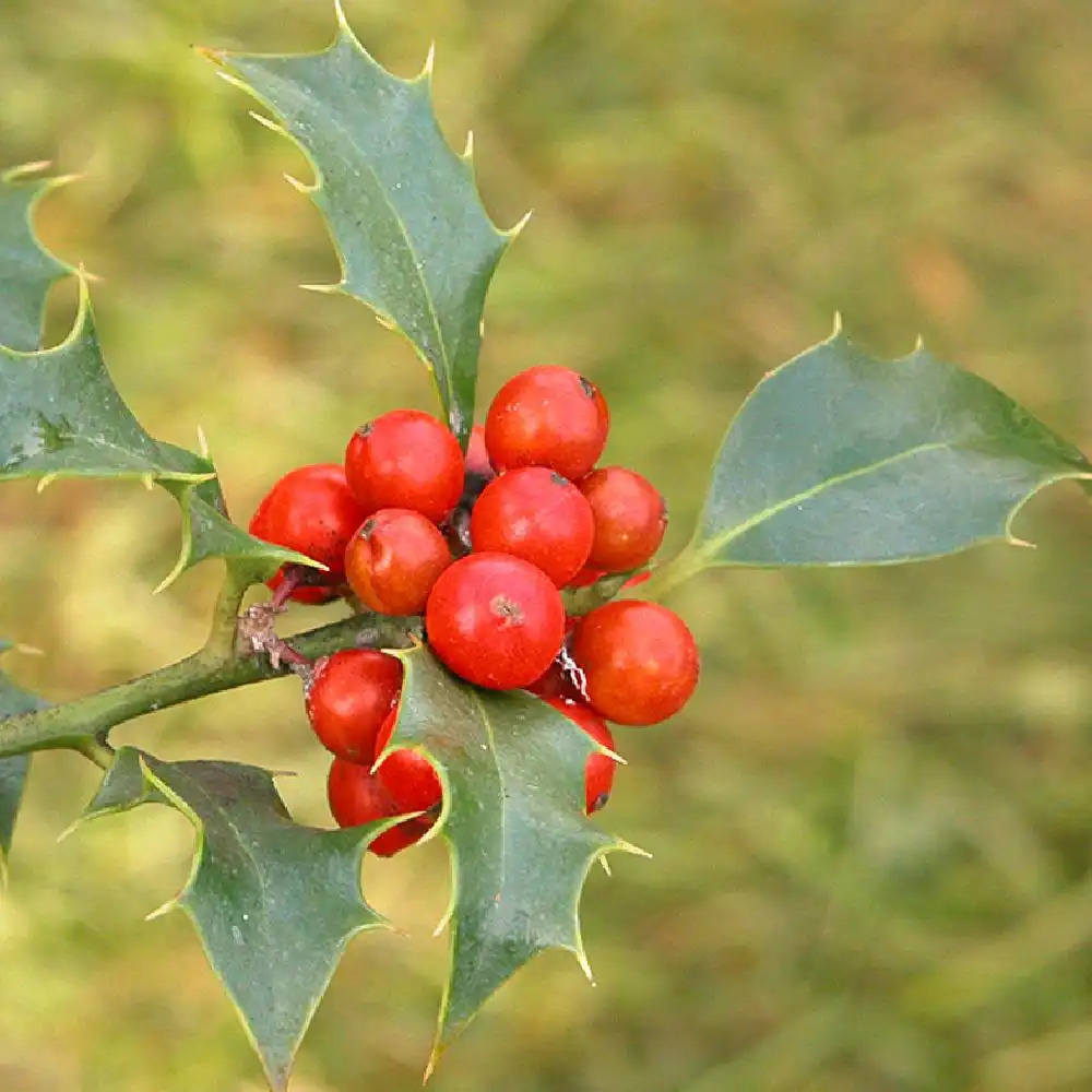 ILEX aquifolium 'Alaska'