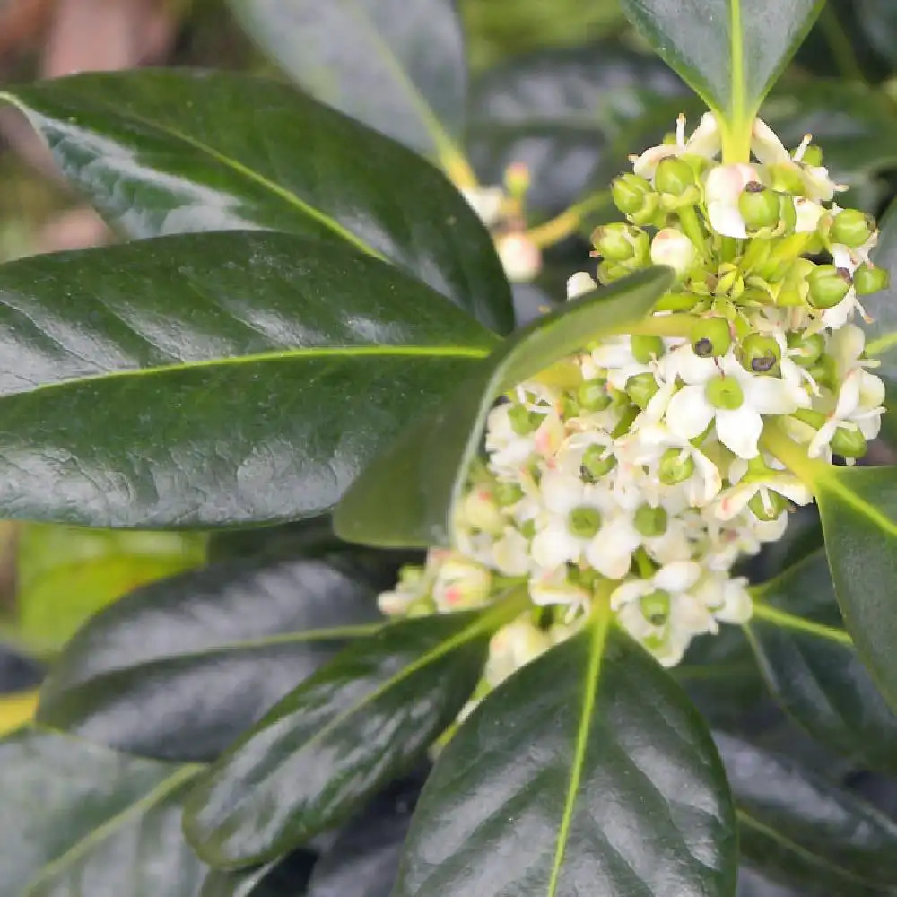 ILEX aquifolium 'J.C. van Tol'