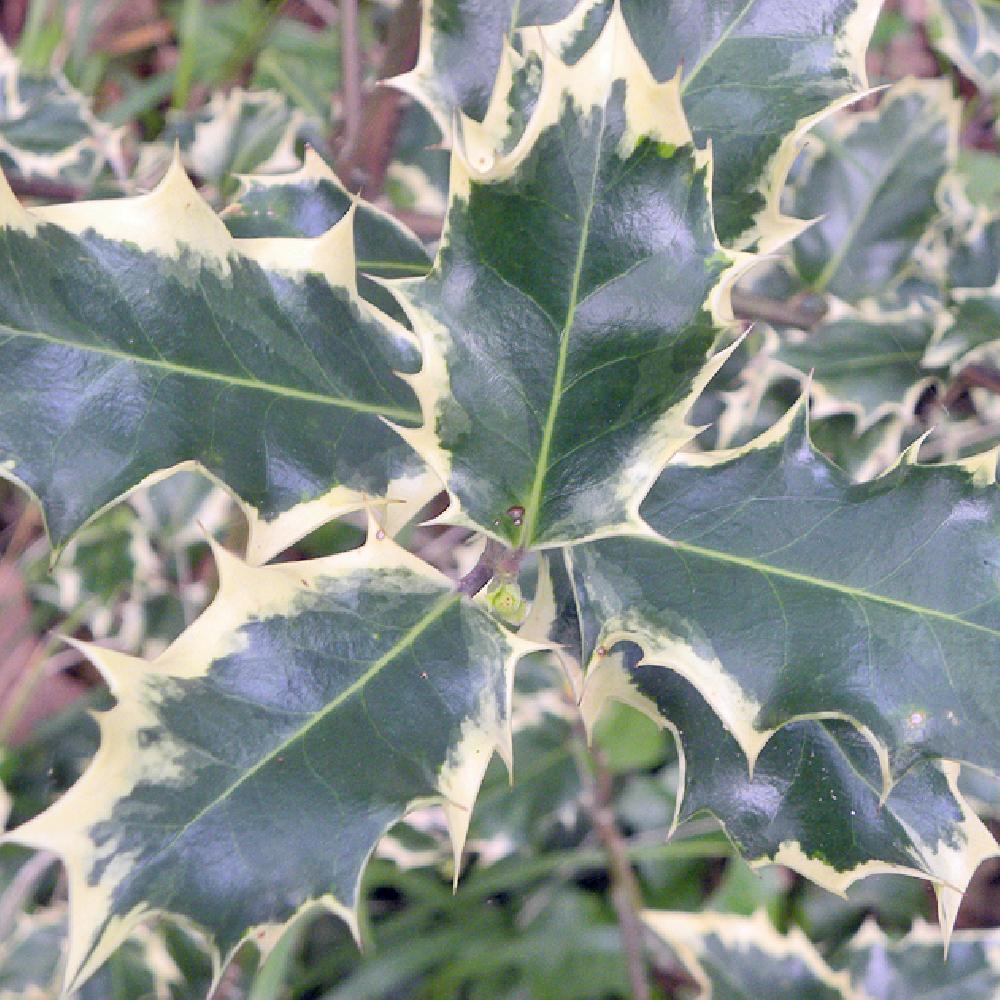 ILEX aquifolium 'Madame Briot' - Houx panaché - pépinières Lepage Bretagne  Bord de mer