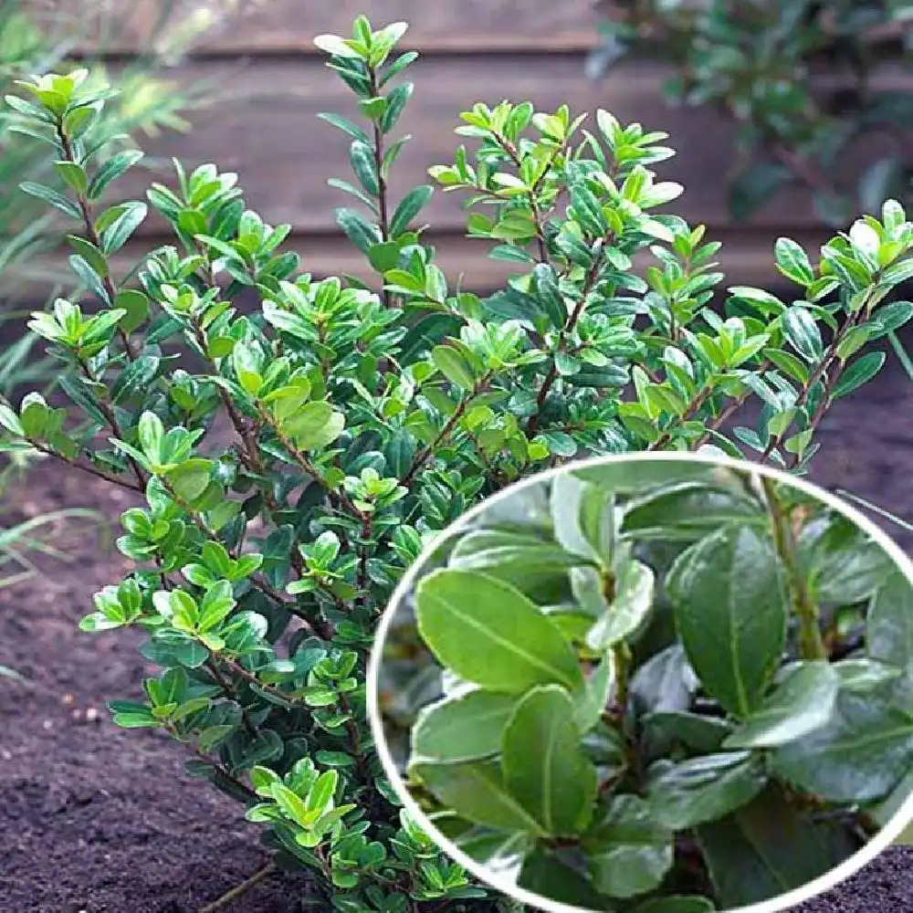 ILEX crenata 'Caroline Upright'