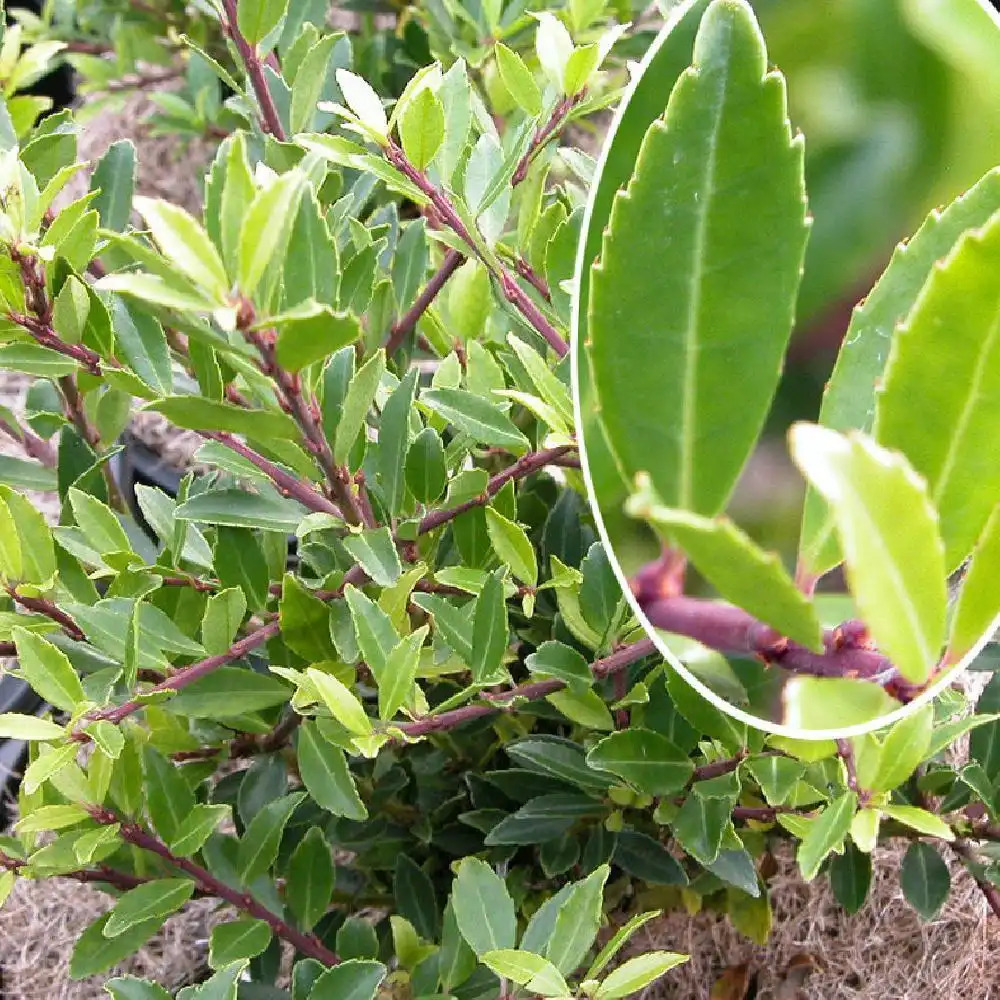 ILEX crenata 'Jelena'