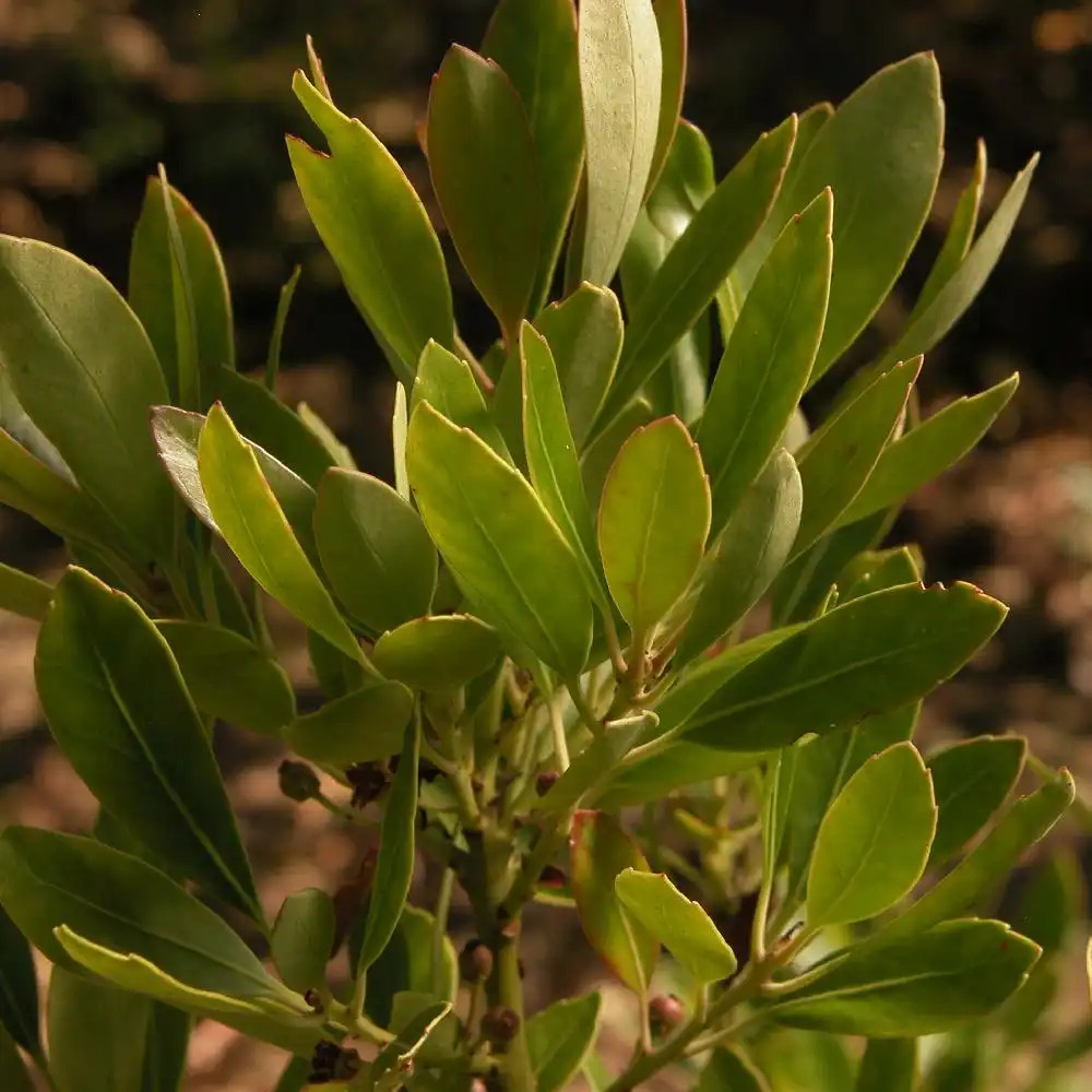 ILEX glabra.' image 2