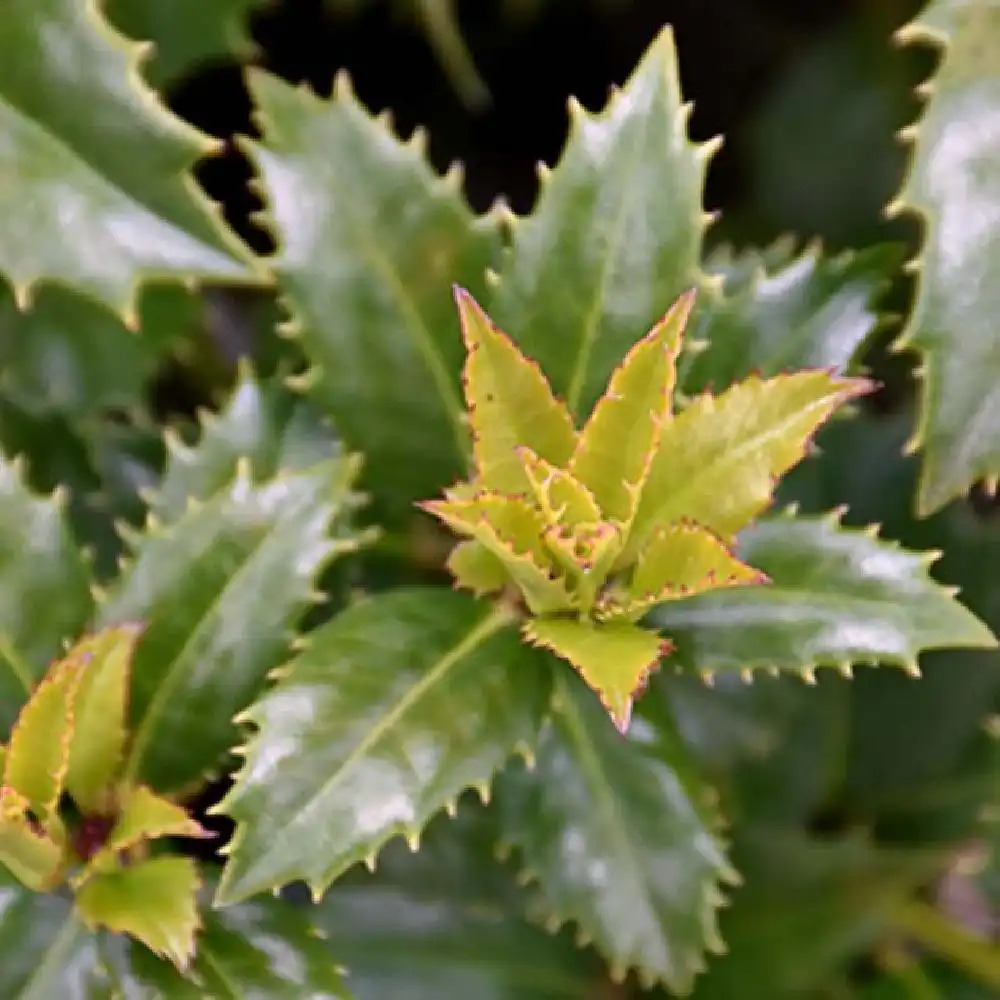 ILEX x Mary Nell