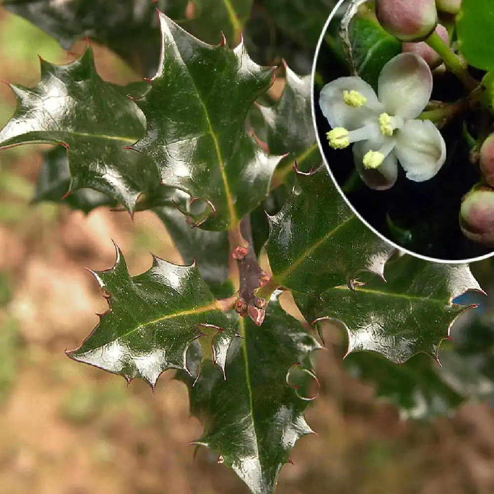 ILEX x meserveae 'Blue Prince'