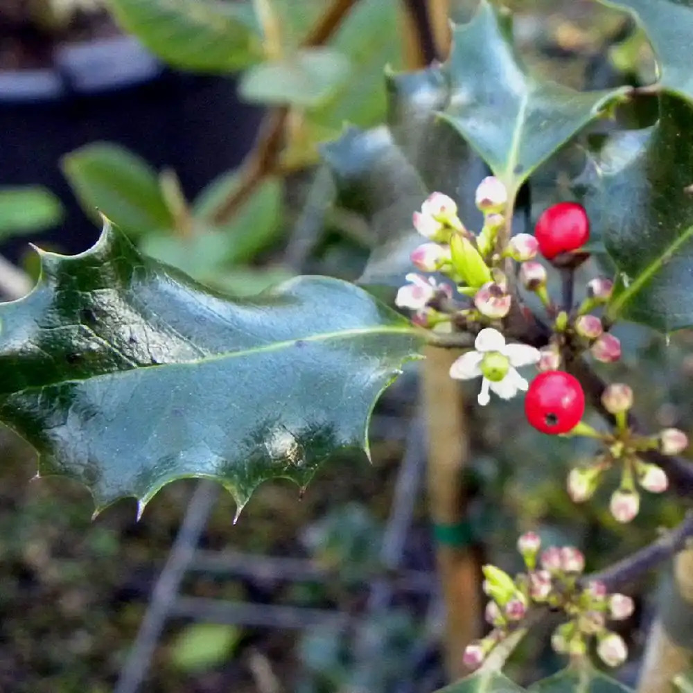 ILEX x meserveae 'Blue Prince'