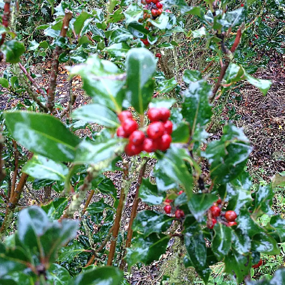 ILEX x meserveae 'Blue Princess®' (='Conapri')