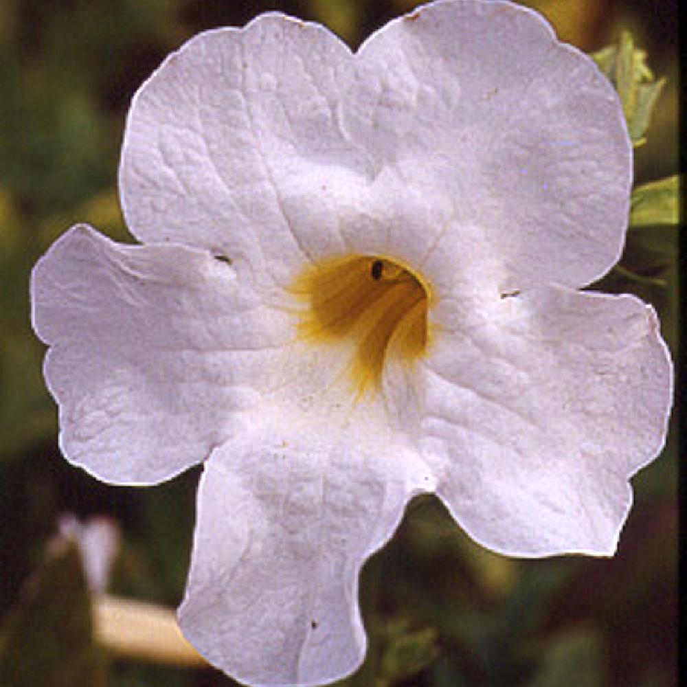 INCARVILLEA delavayi 'Snow Top' (= 'Alba')