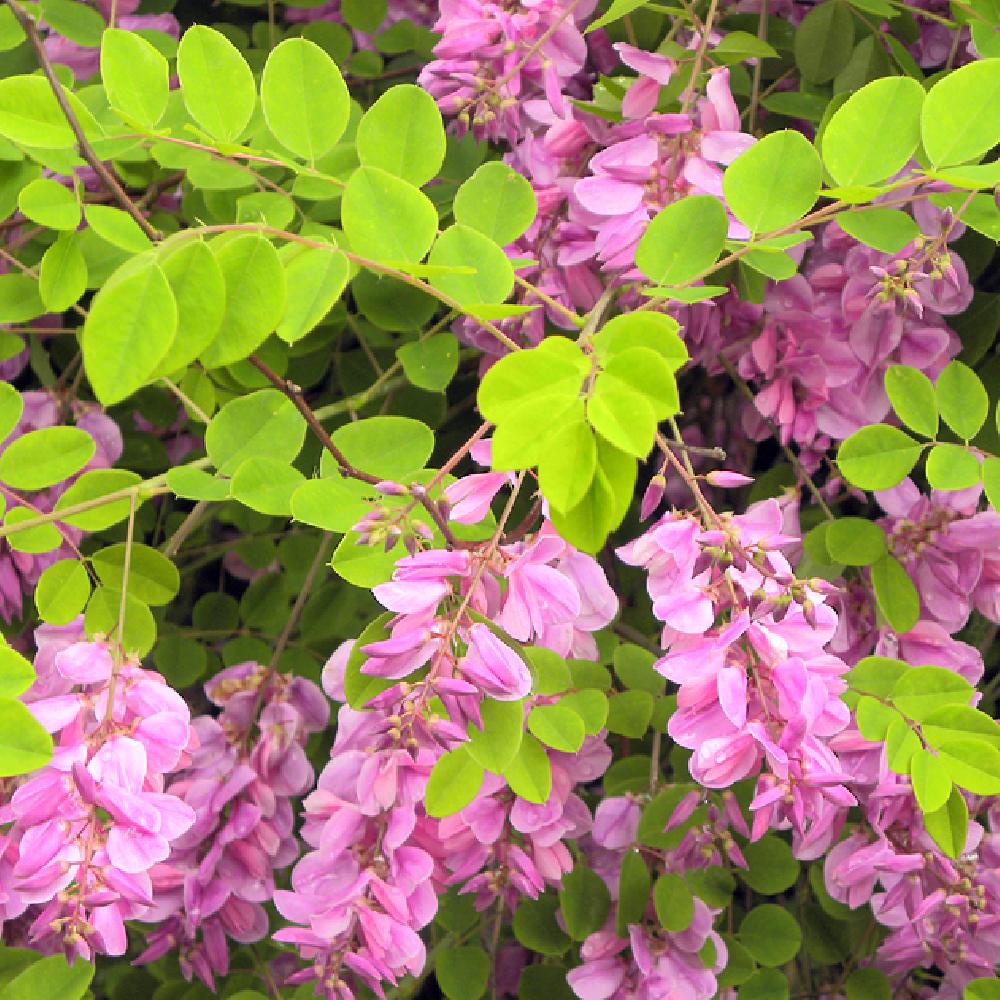 INDIGOFERA kirilowii