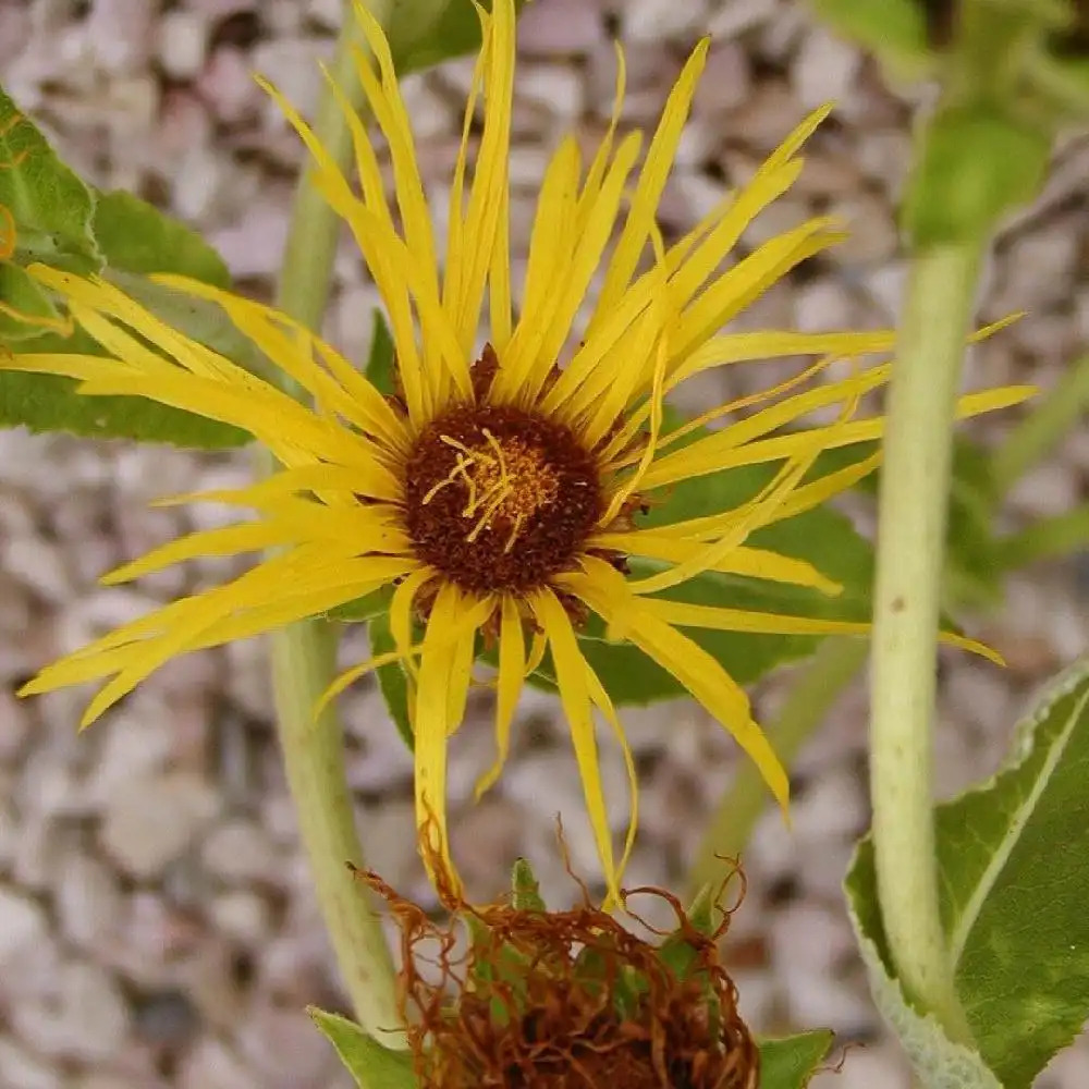 INULA helenium