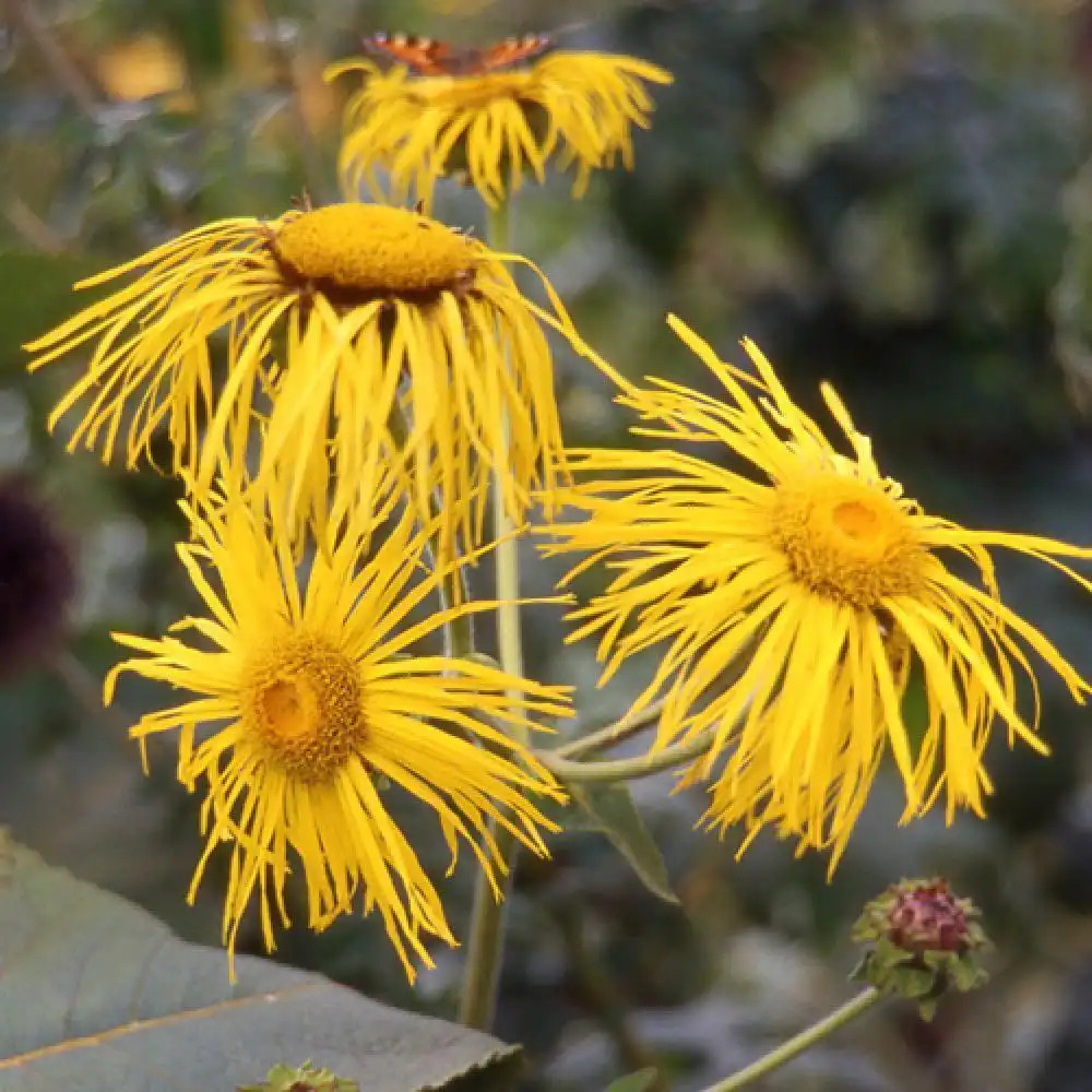 INULA magnifica