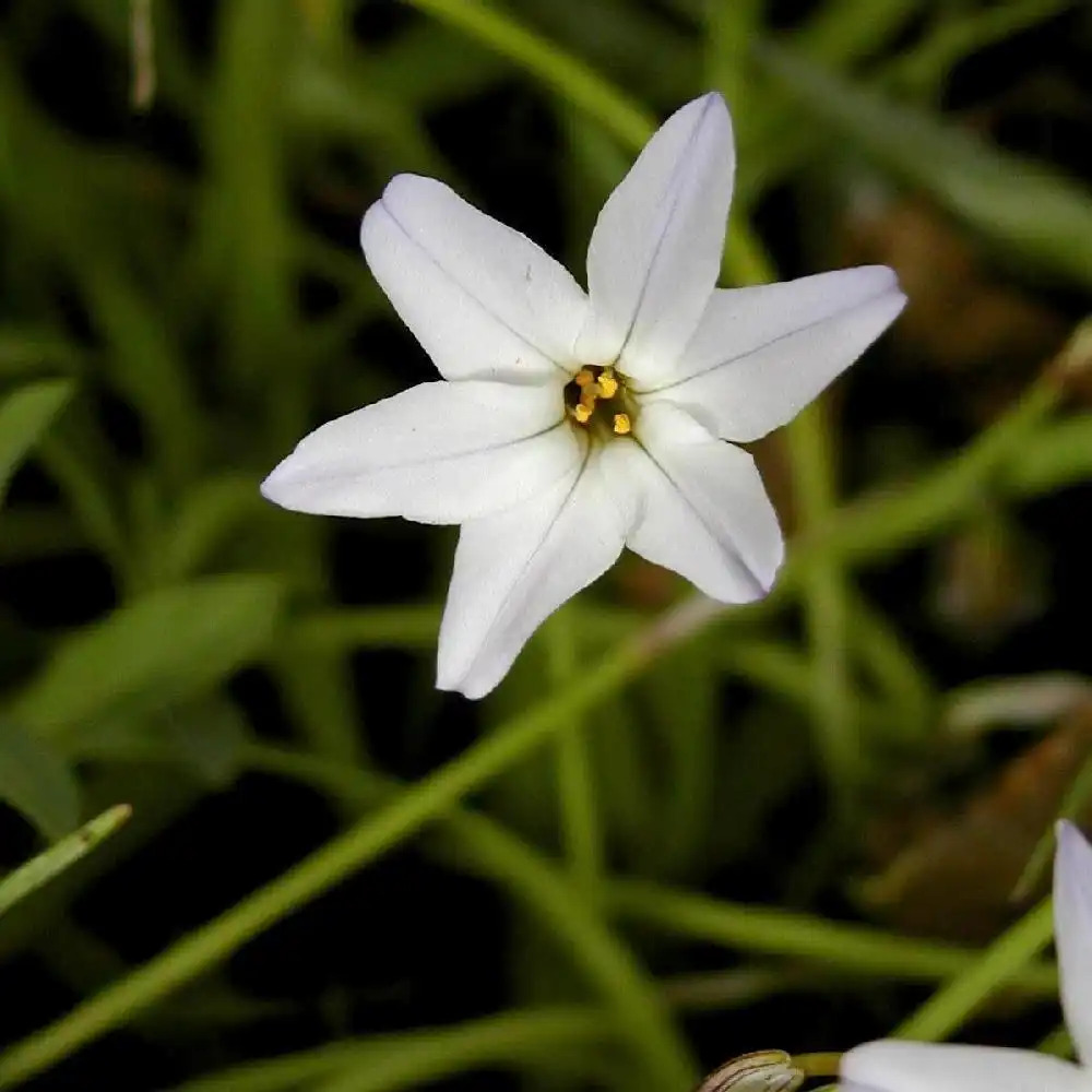 IPHEION uniflorum 'Album'