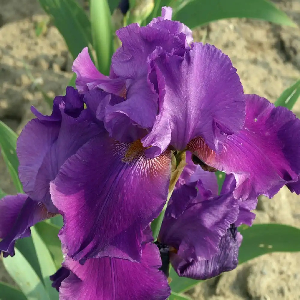 IRIS b-e 'Ambroise'