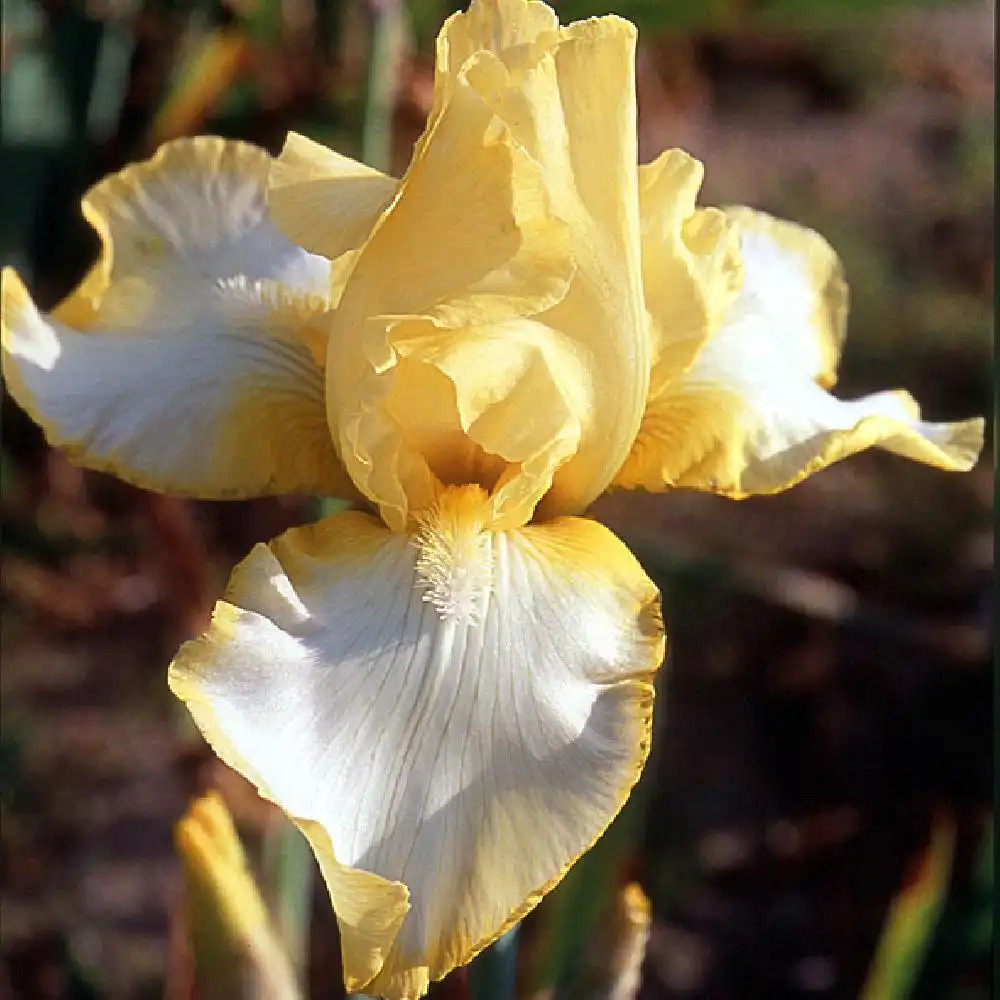 IRIS b-e 'Antique Ivory'