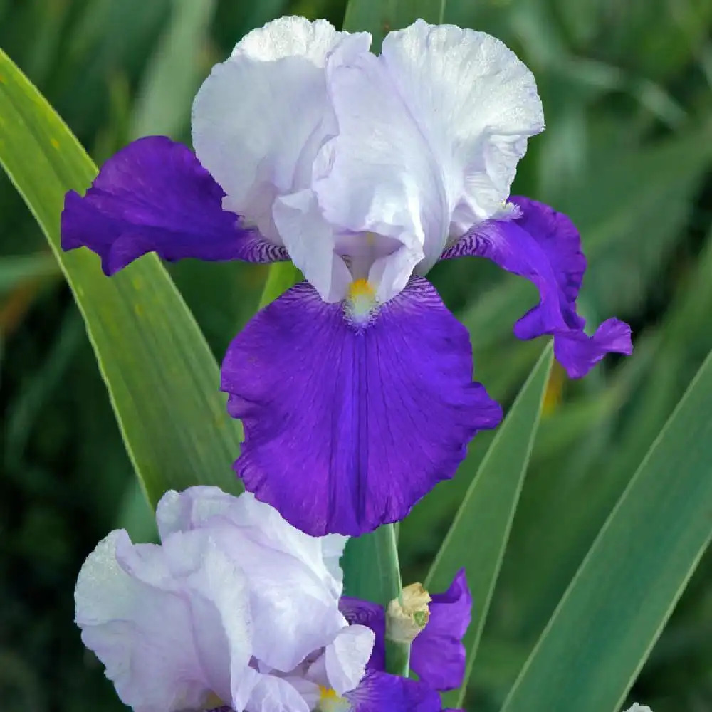 IRIS b-e 'Arpège'