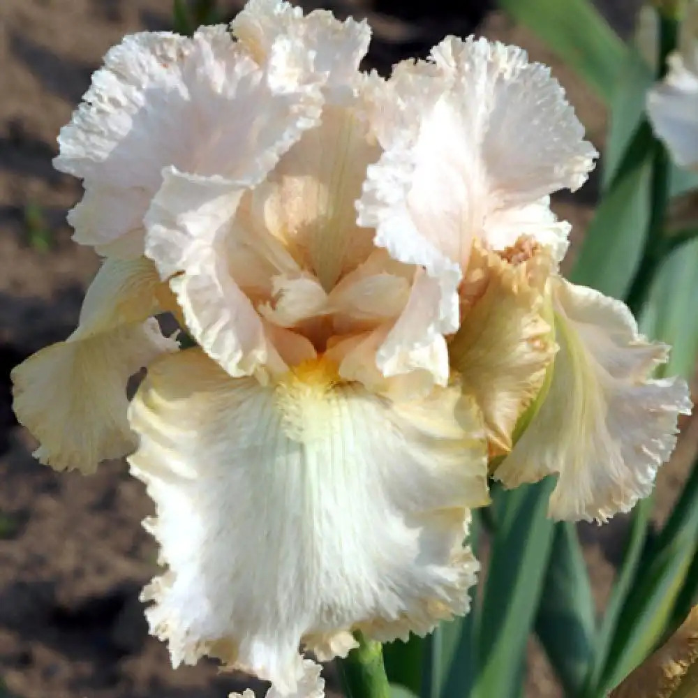 IRIS b-e 'Buffy'