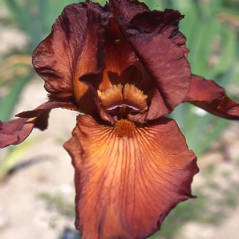 IRIS b-e 'Dutch Chocolate'