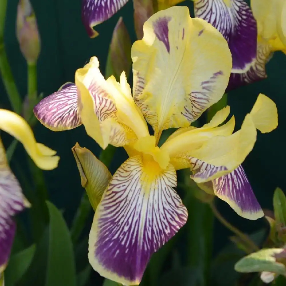 IRIS b-e 'Flaming Dragon'