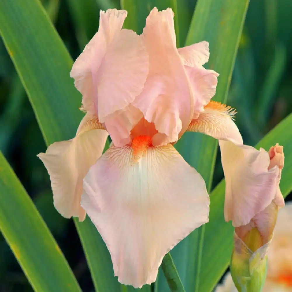 IRIS b-e 'Flamant Rose'