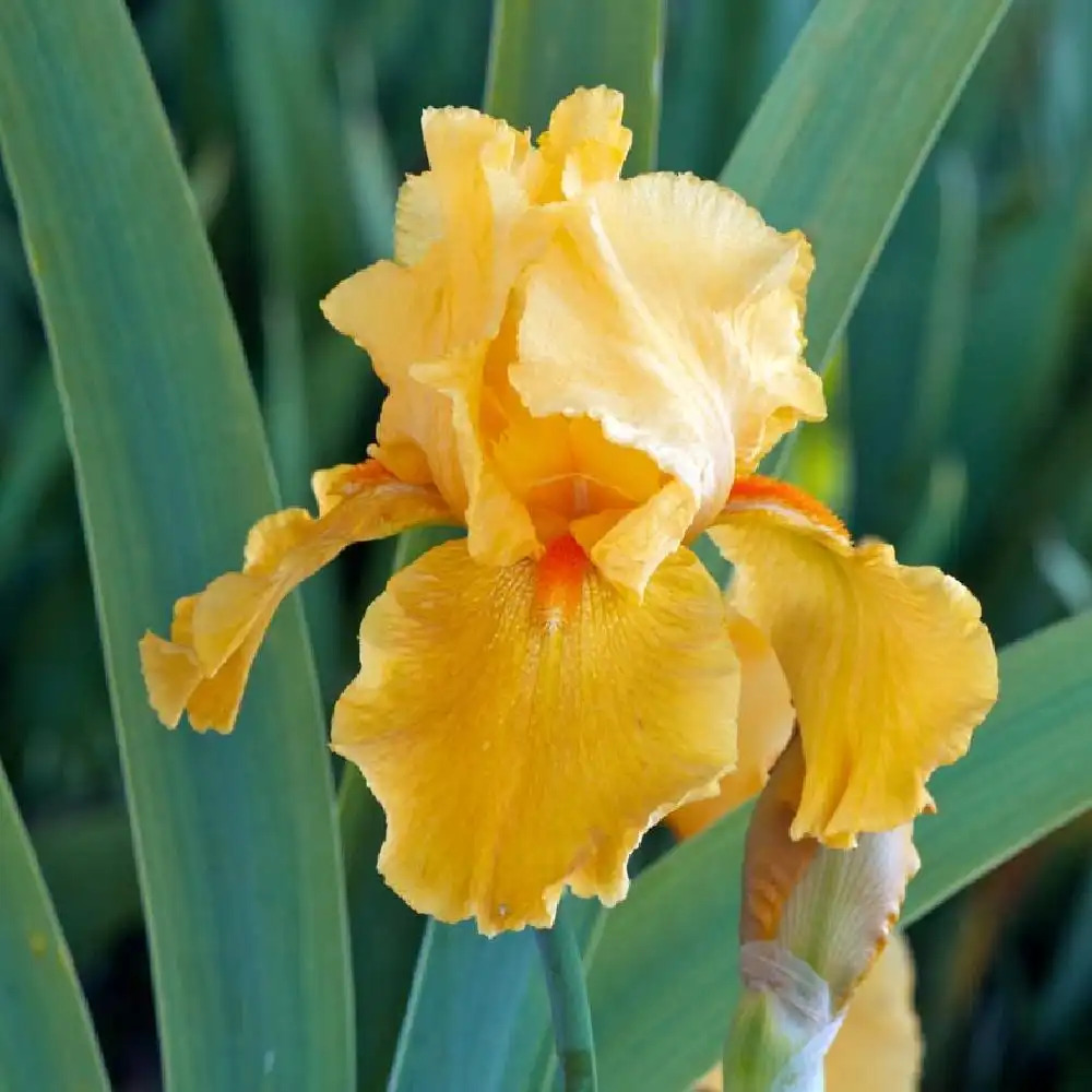 IRIS b-e 'Flaming'