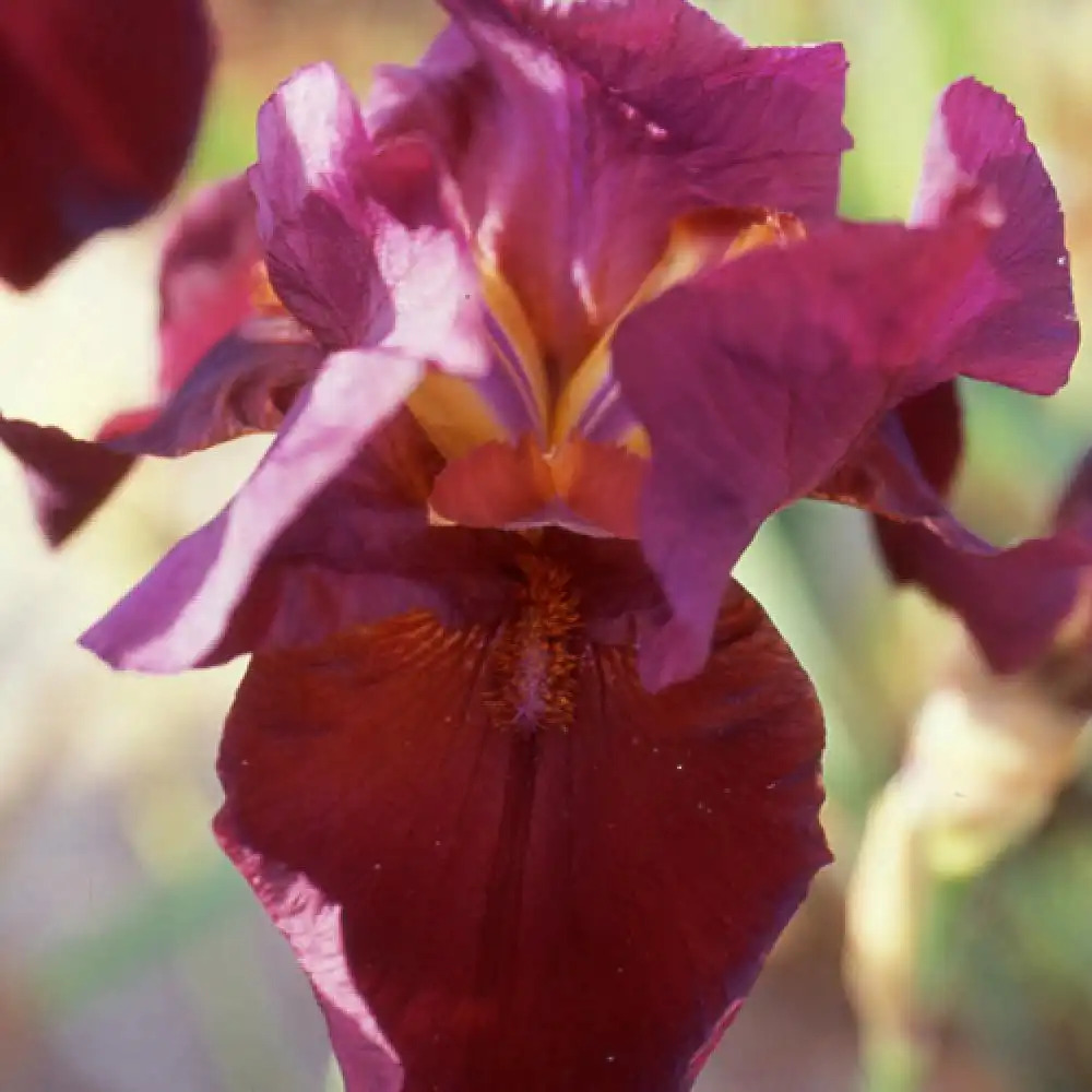 IRIS b-e 'Garnet Robe'