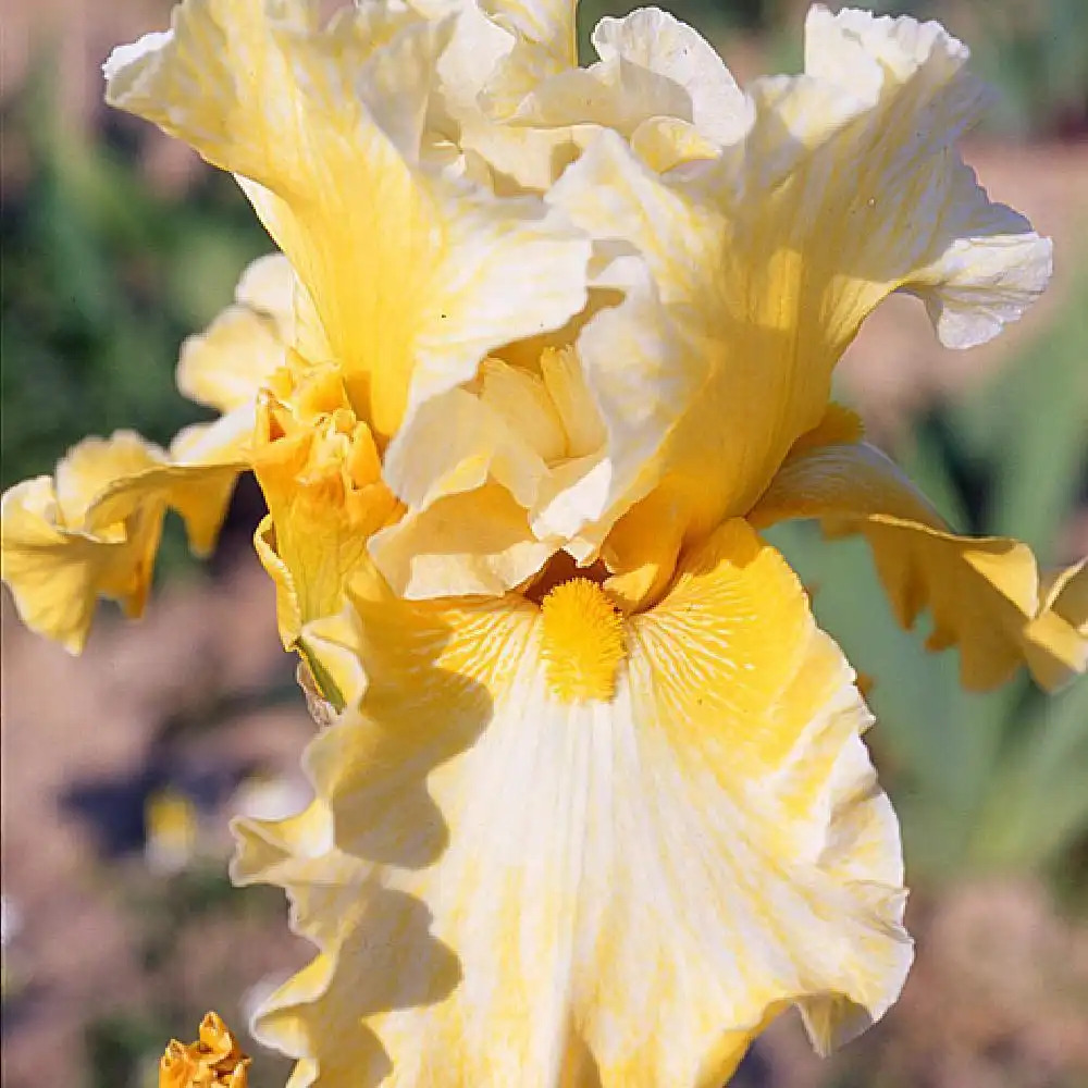 IRIS b-e 'Gold Trimmings'