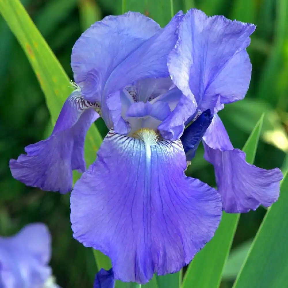 IRIS b-e 'Harbor Blue'