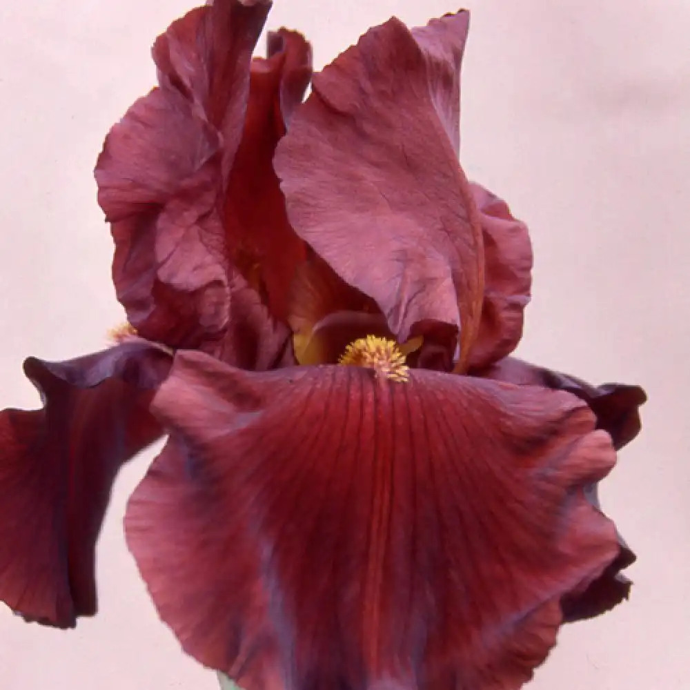 IRIS b-e 'Inferno'