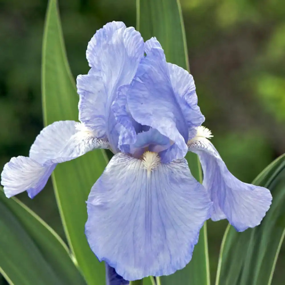 IRIS b-e 'Jane Philip'