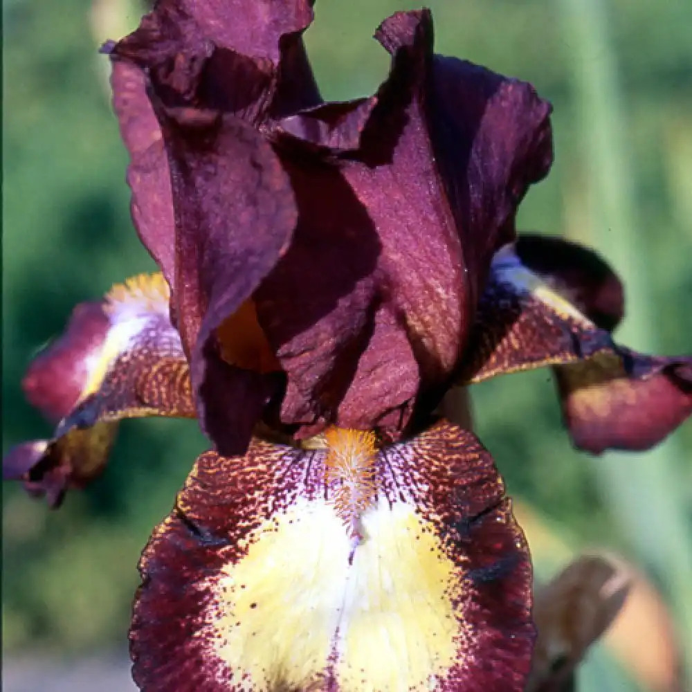 IRIS b-e 'Jet Fire'