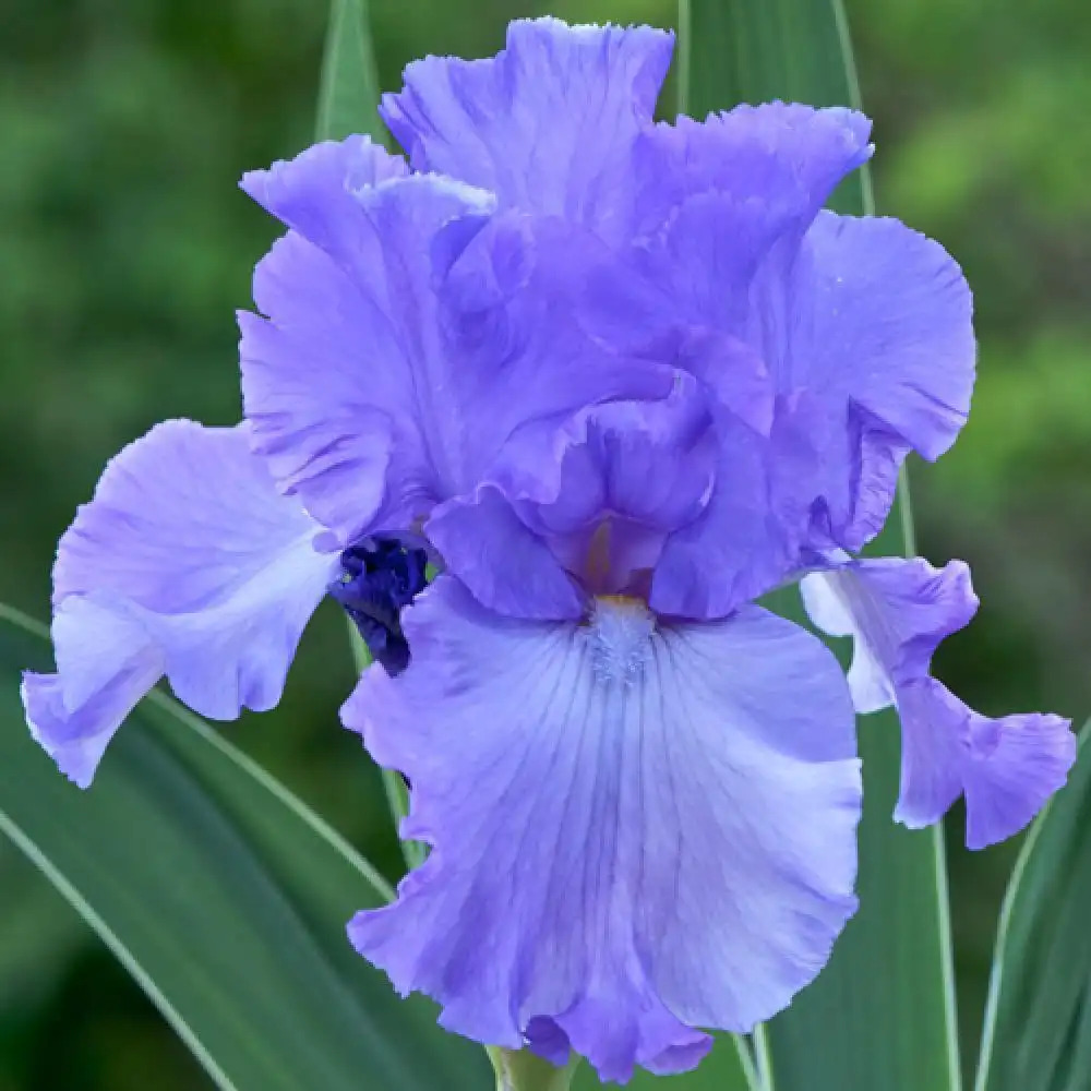 IRIS b-e 'Mary Frances'