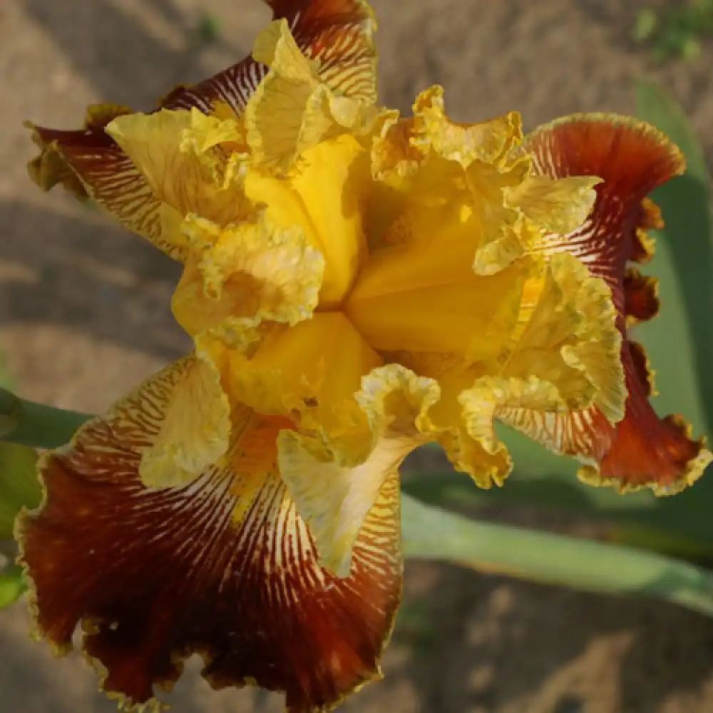 IRIS b-e 'Michigan Pride'