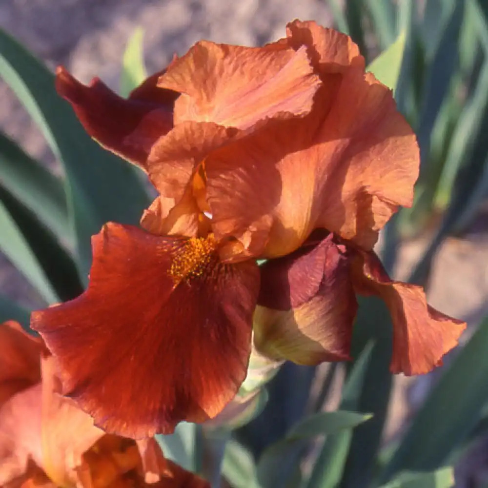 IRIS b-e 'Natchez Trace'