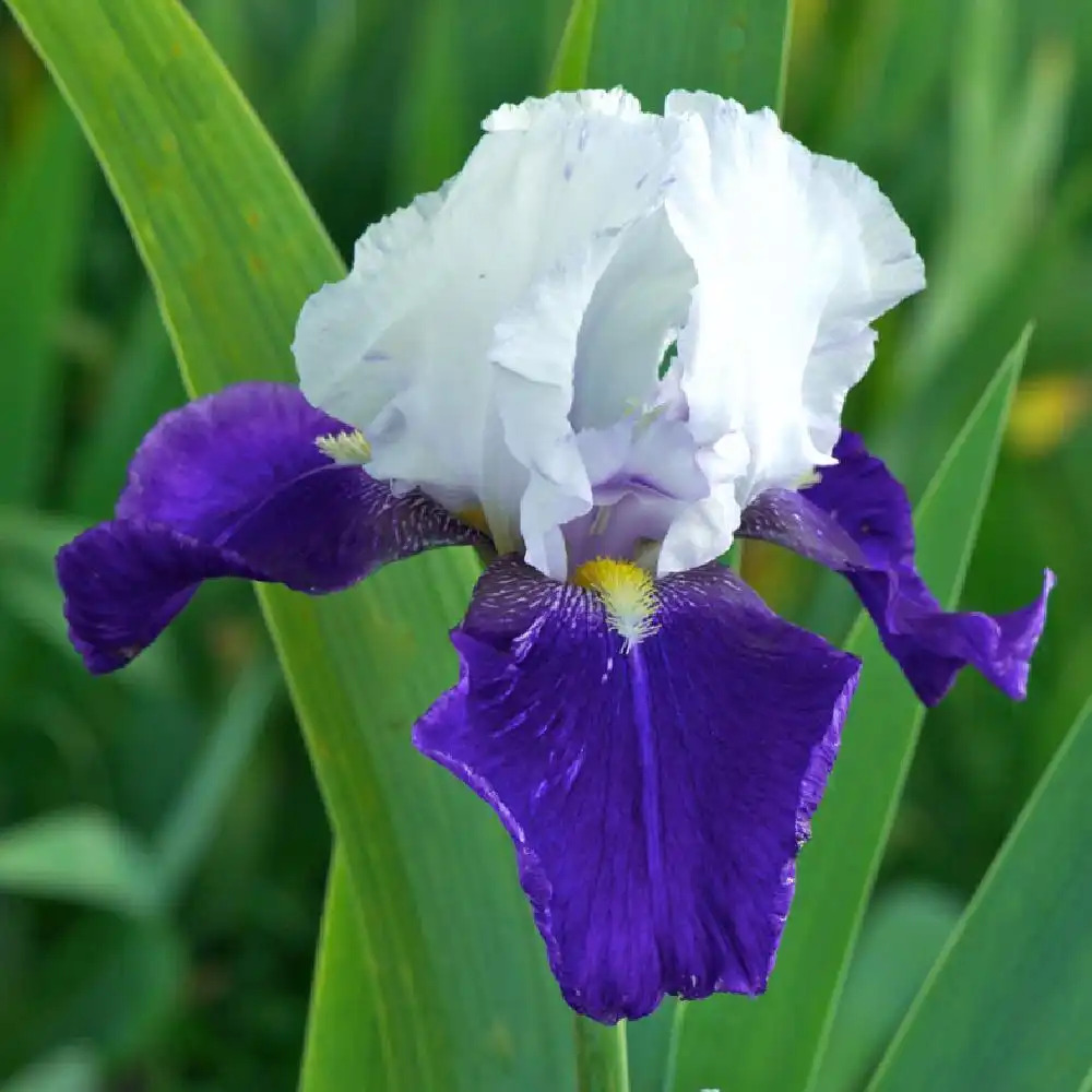 IRIS b-e 'Night Edition'