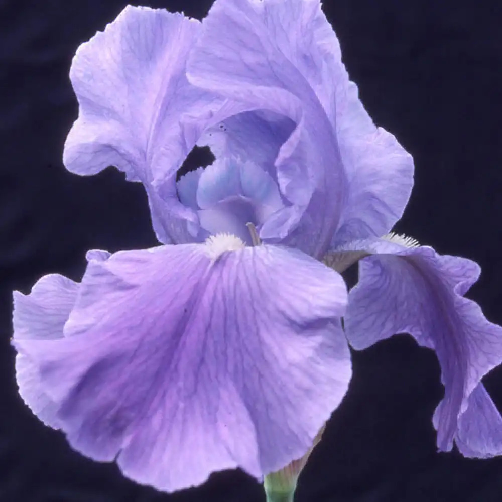 IRIS b-e 'Pacific Panorama'