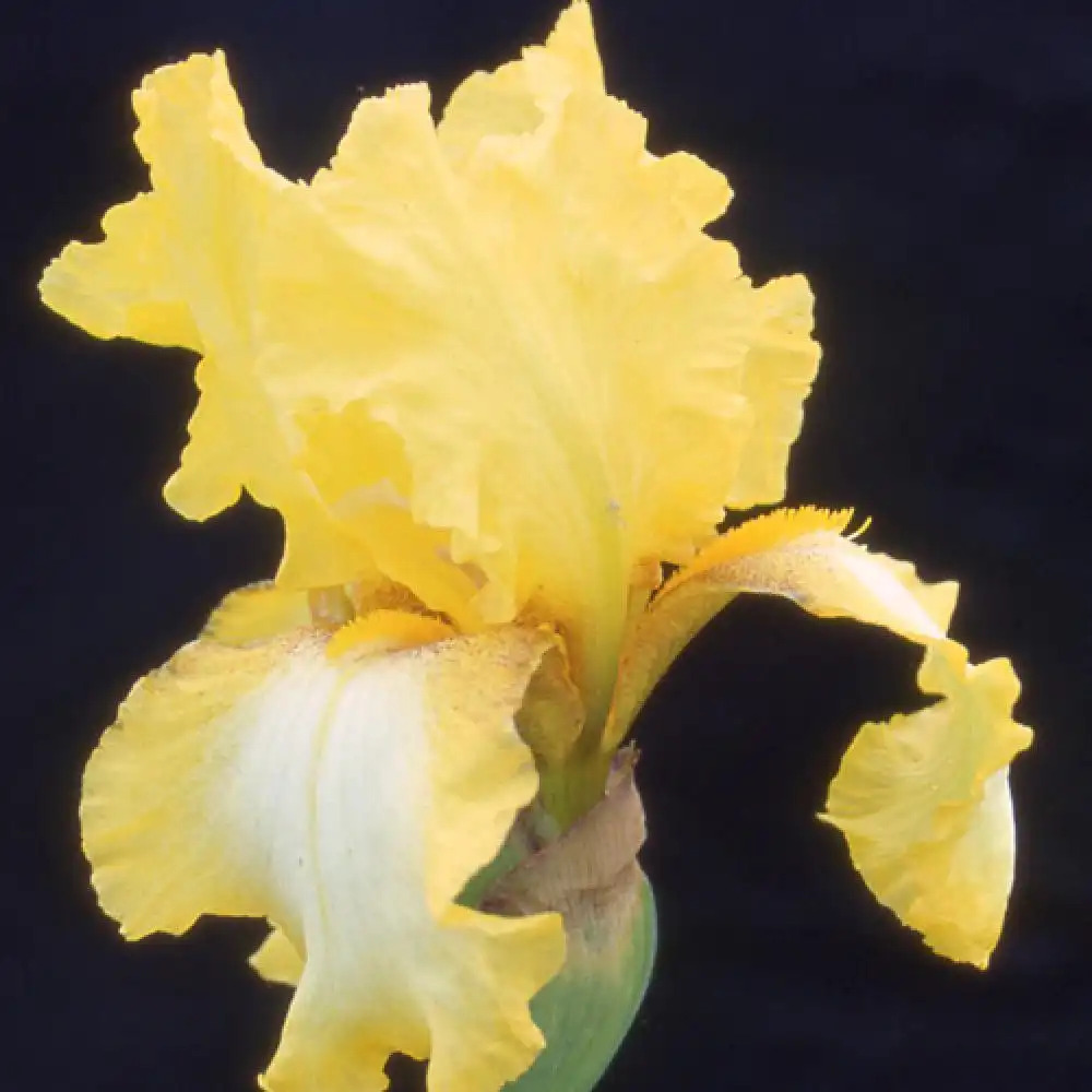 IRIS b-e 'Radiant Apogee'