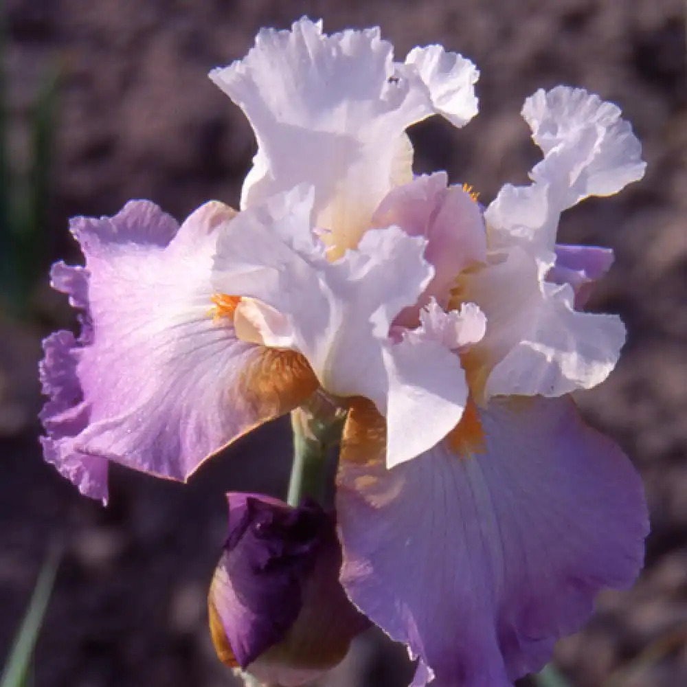 IRIS b-e 'Scintillation'