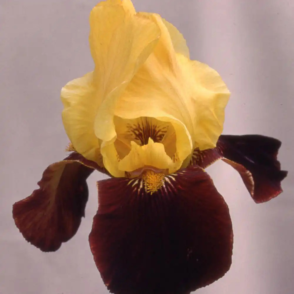 IRIS b-e 'Scintillant'