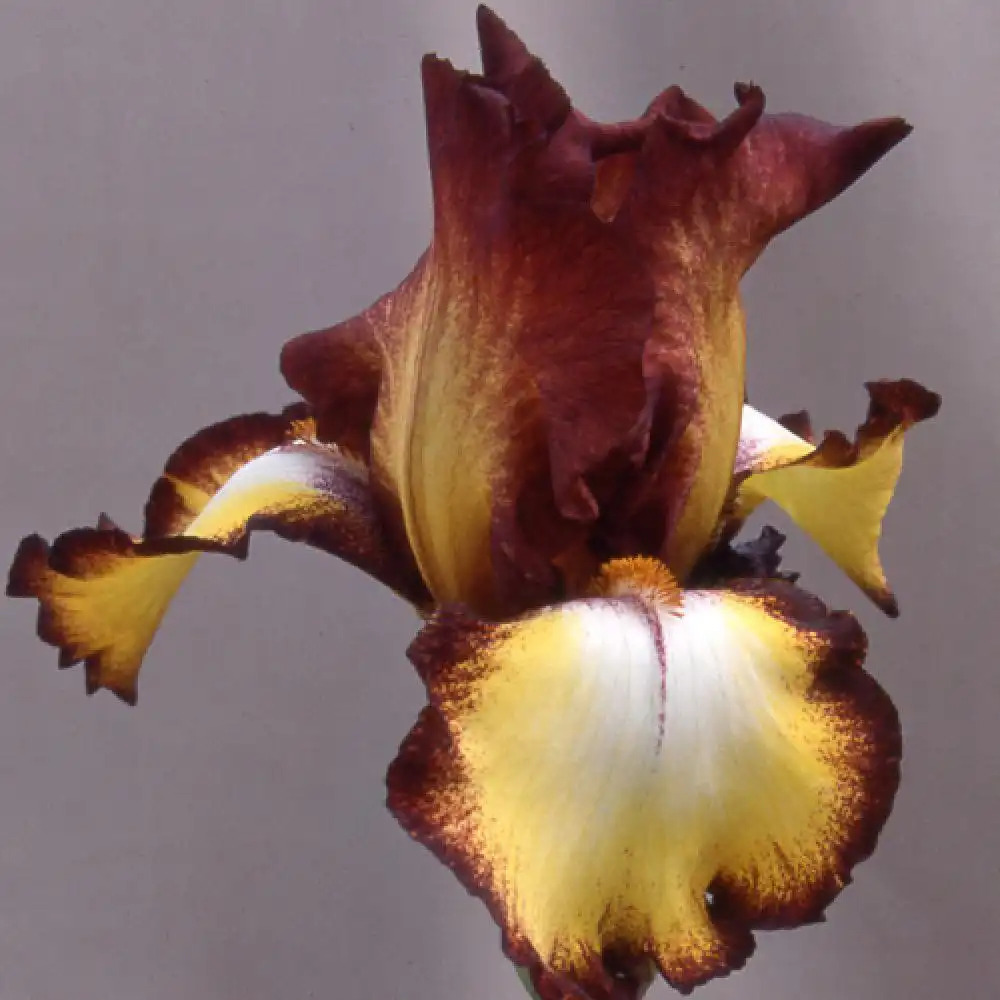 IRIS b-e 'Showcase'