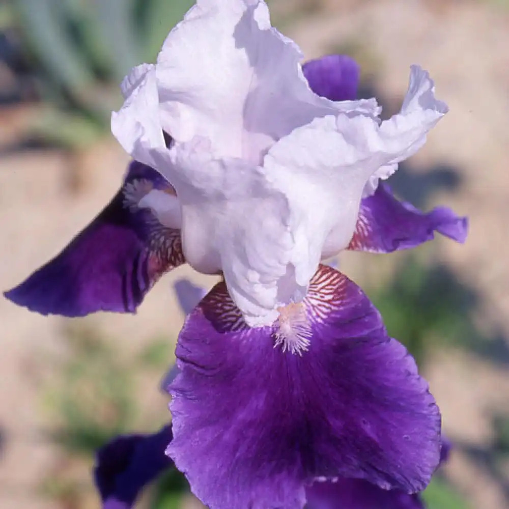 IRIS b-e 'Snow Mound'